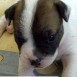 IRA (cruce buldog F co pitbull